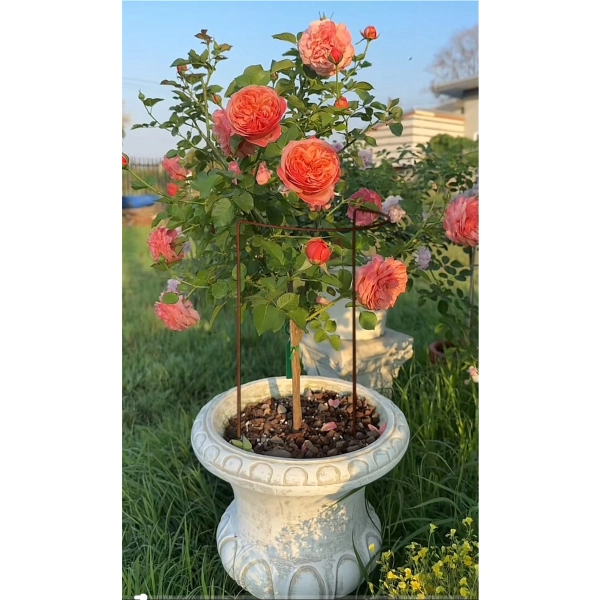 Podpora do krzewów roślin kwiatów pergola 20/40cm pojedyncza półokrągła
